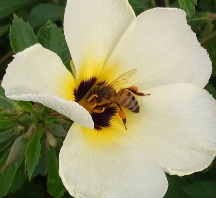 Abeja en flor de Turnera subulata