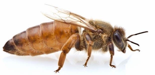 Abeja reina