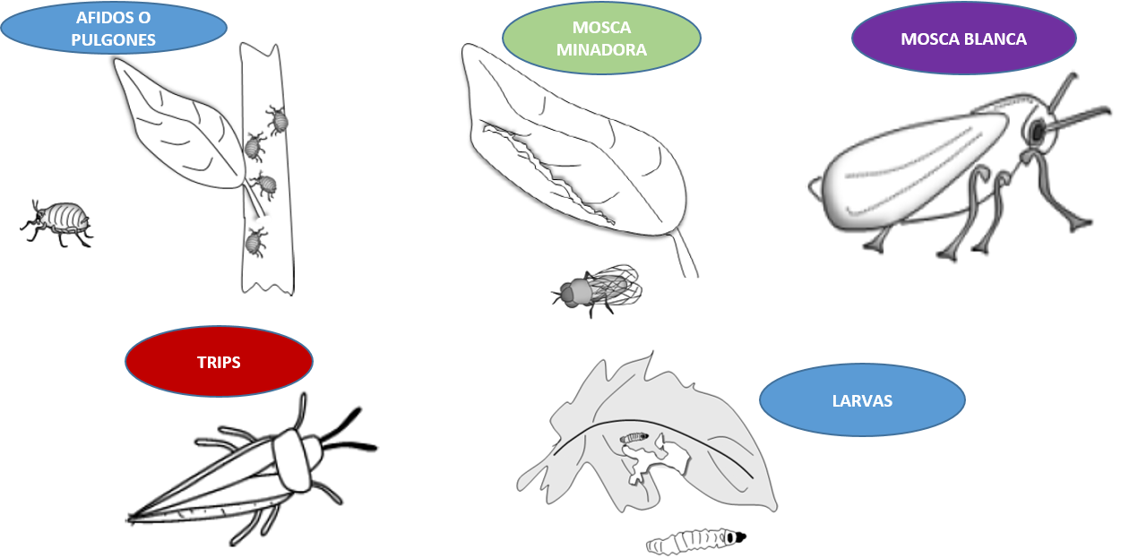 INSECTOS