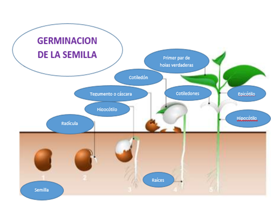 Baby leaf germinación