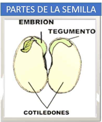 partes de la semilla