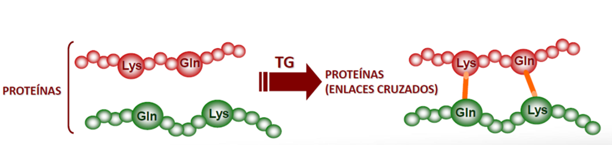 Las proteínas son cadenas de aminoácidos, la transglutaminasa une el aminoácido liscina con el aminoácido glutamina.