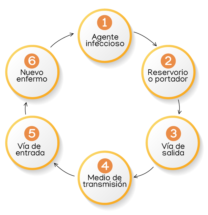 Primero: agente infeccioso; segundo: reservorio o portador; tercero: vía de salida; cuarto: medio de transmisión; quinto: vía de entrada; y sexto: nuevo enfermo.